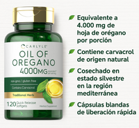 OREGANO CARLYLE X120