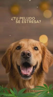 Aceite CBD10% 30ml MASCOTA